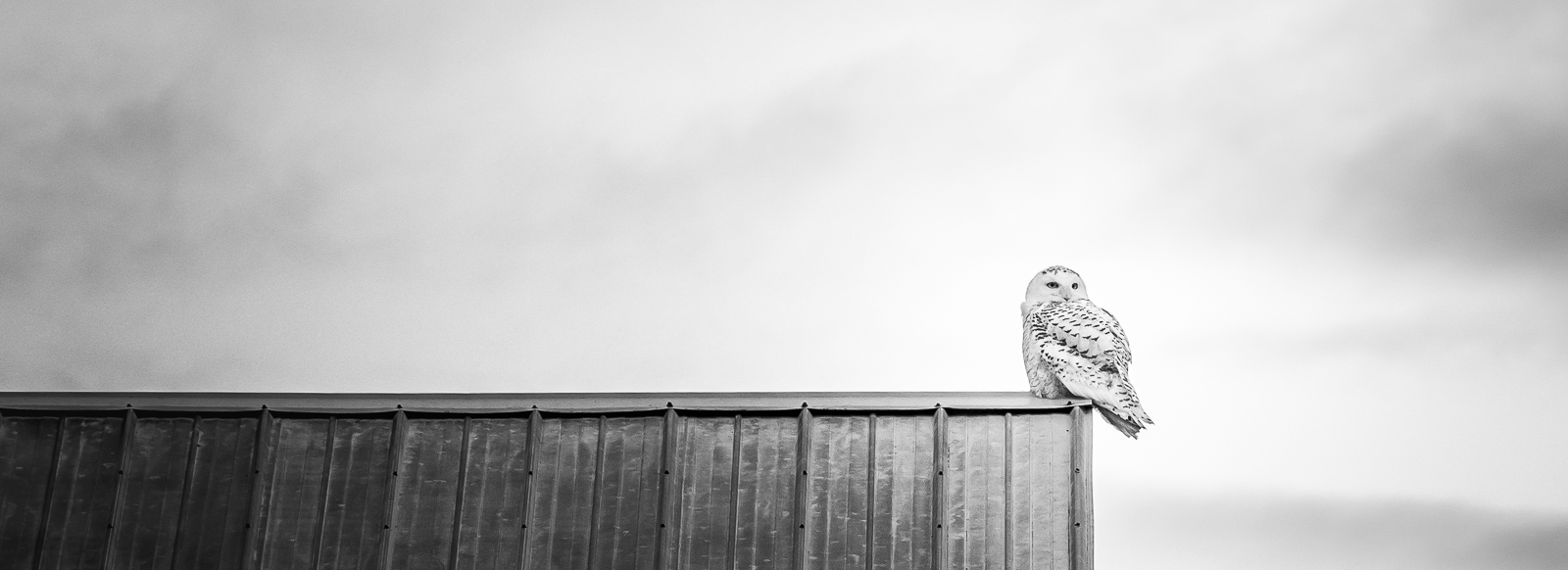 Header_Animal_Winter